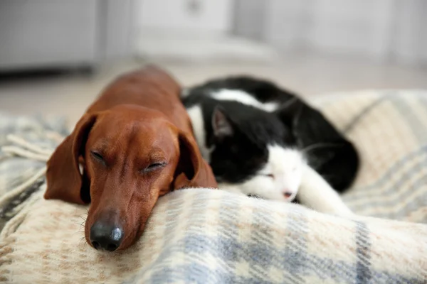Beautiful cat and dachshund dog on plaid — Stock Photo, Image