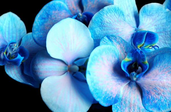 Belles fleurs d'orchidée bleue — Photo