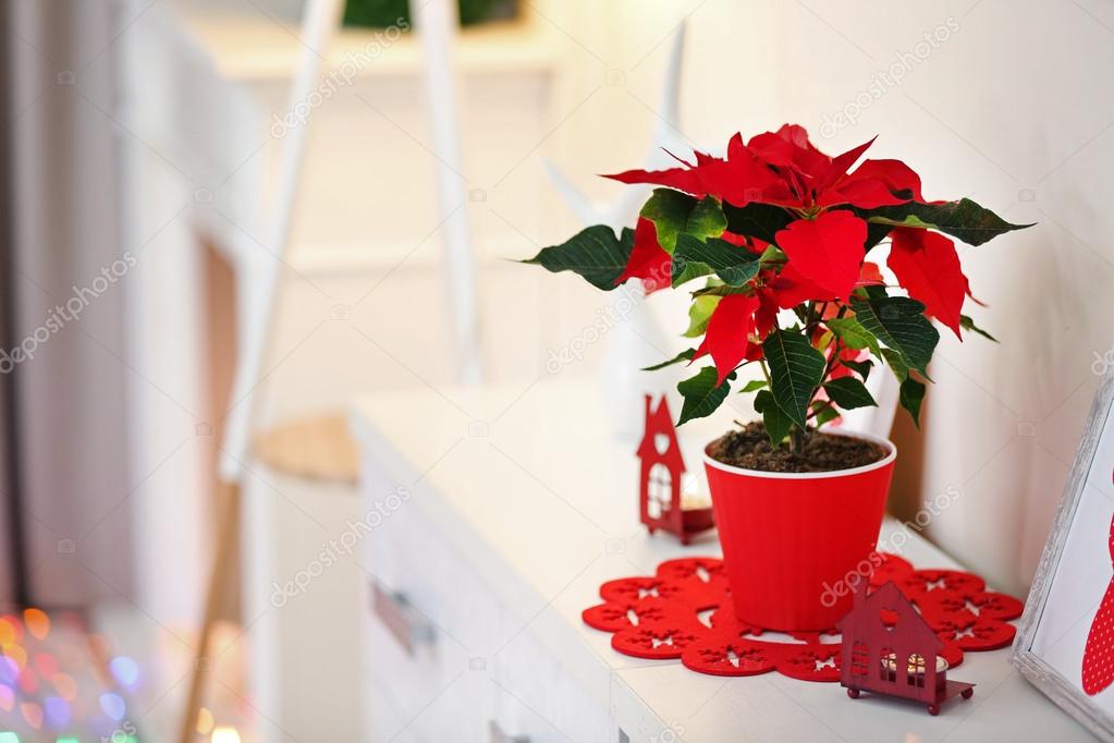 Christmas flower poinsettia and decorations on shelf, on light background