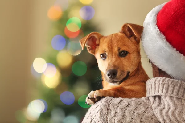 Donna in cappello Babbo Natale che tiene il cane piccolo — Foto Stock