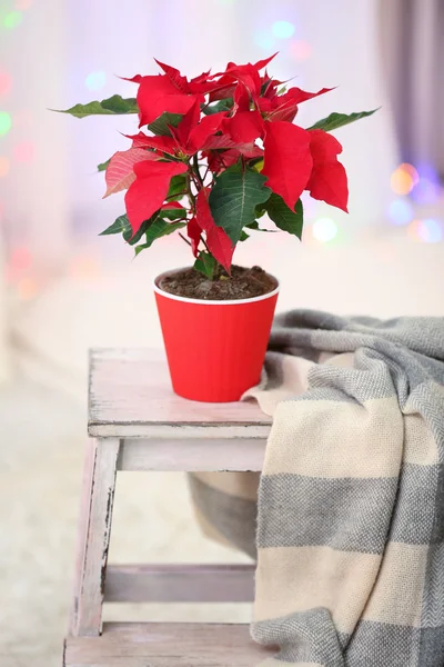 Kerst bloem poinsettia in woonkamer — Stockfoto