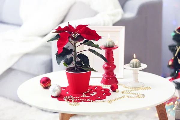 Interno moderno con fiore di Natale poinsettia — Foto Stock