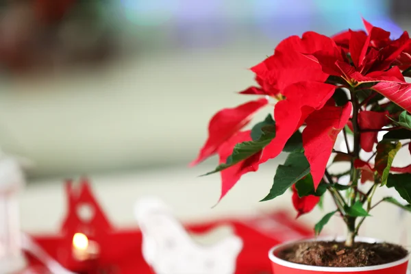 Christmas flower poinsettia on table — Stock Photo, Image