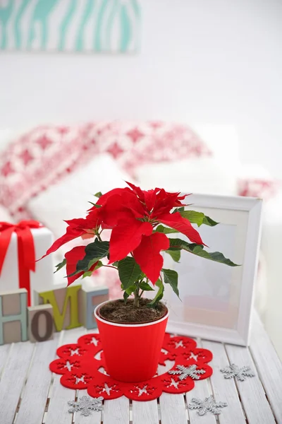 Vánoční hvězda vánoční květiny a dekorace — Stock fotografie