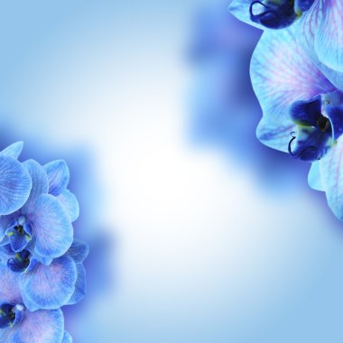 Orkide çiçekleri parlak çerçeve yaptı