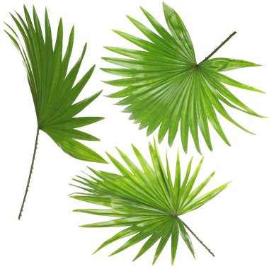 palmiye yaprakları üzerinde beyaz izole