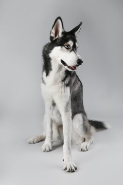 Genç Husky oturma