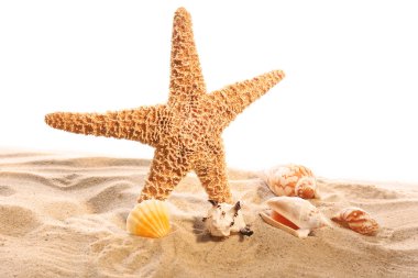 Deniz yıldızı ve beyaz arka plan üzerinde izole kabukları