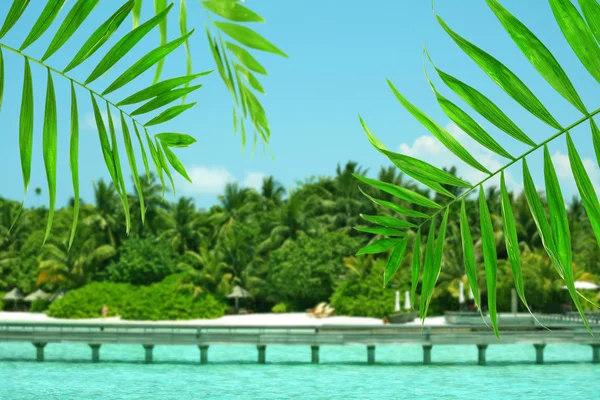 Palm lämnar på havet bakgrund — Stockfoto
