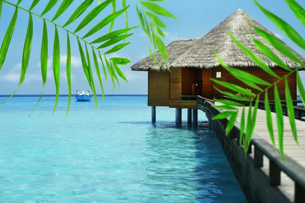 Palm bladeren op zee achtergrond — Stockfoto