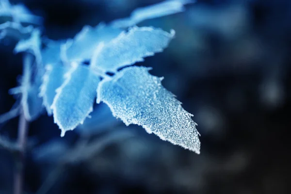 Frostige Winterblätter — Stockfoto