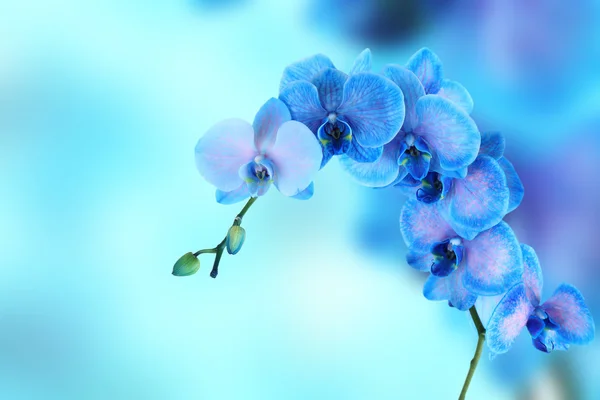 Belle orchidée bleue — Photo