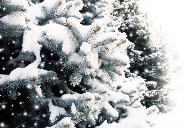 Noel kar köknar ağaçlarıyla — Stok fotoğraf