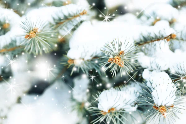 Karácsonyi fenyő fák a hó — Stock Fotó