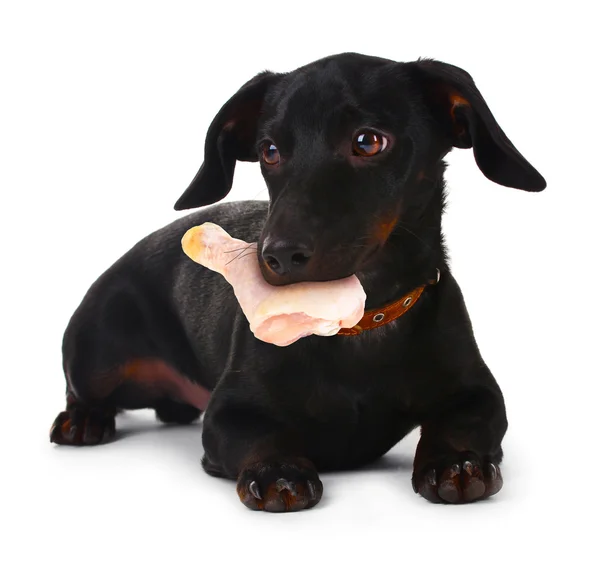Собака тримає сиру курку в роті, ізольовано на білому — стокове фото