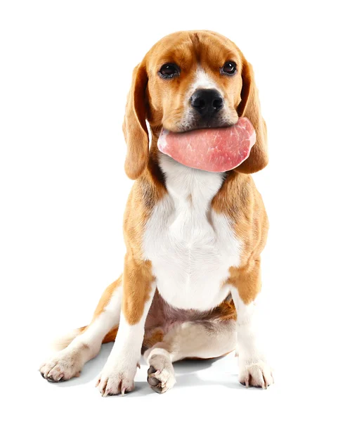 Cão segurando carne crua na boca, isolado em branco — Fotografia de Stock