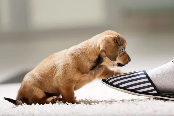 Милый щенок на ковре — стоковое фото