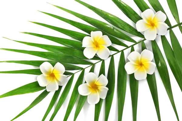 Plumeria květiny a palmového listí, closeup — Stock fotografie
