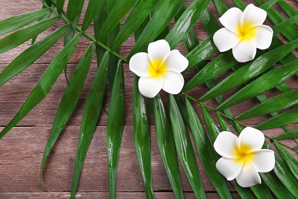 Vackra sammansättningen av frangipani blomma med palmblad på trä bakgrund, närbild — Stockfoto