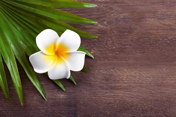 Beautiful composition of frangipani flower with palm leaves on wooden background, close up — Stock Photo, Image
