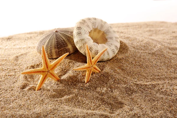 Stelle marine e conchiglie su sabbia isolata su sfondo bianco — Foto Stock