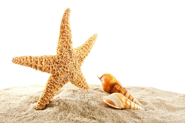 Estrela do mar e conchas isoladas sobre fundo branco — Fotografia de Stock