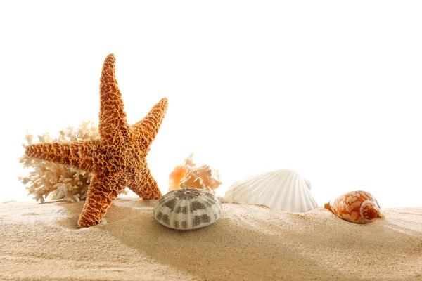 Coral e conchas na areia isolada em branco — Fotografia de Stock