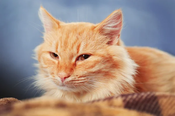 Red cat on sofa with brown plaid — Stock Photo, Image