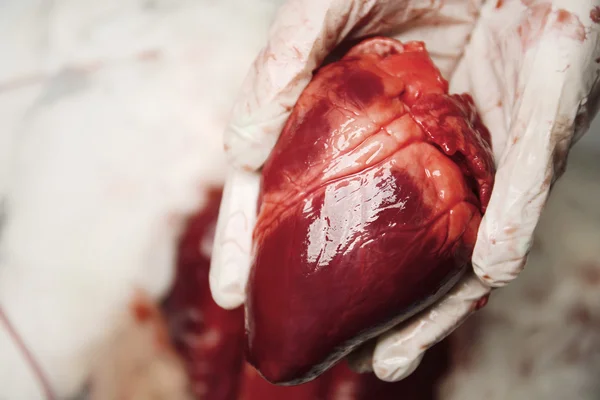 Medico che tiene il cuore — Foto Stock