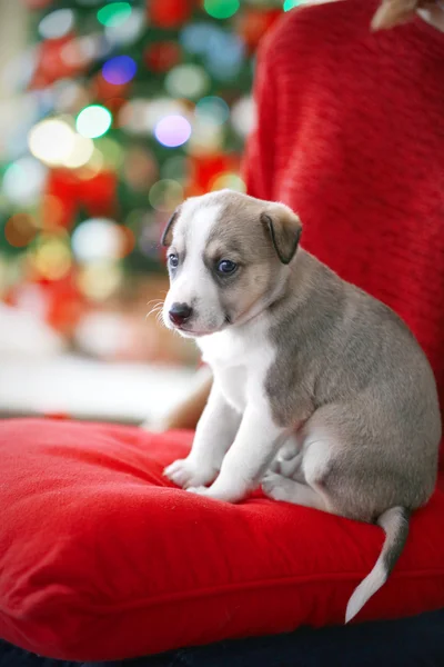 Mały ładny szczeniak na tle Boże Narodzenie — Zdjęcie stockowe