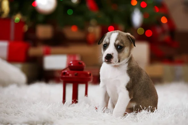 Pequeno cachorrinho bonito no fundo de Natal — Fotografia de Stock