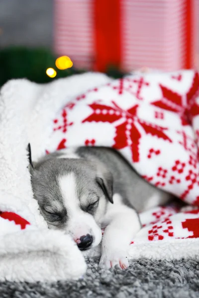 Petit chiot mignon dormant sur fond de Noël — Photo