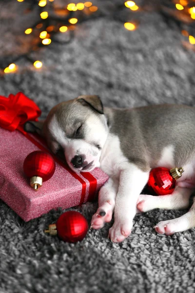 Mały szczeniak cute snu na tle Boże Narodzenie — Zdjęcie stockowe