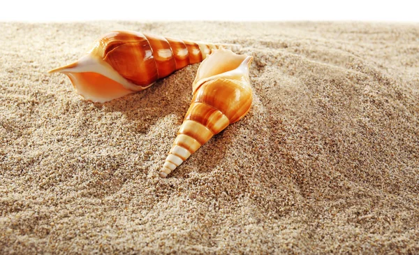 Sea shells on sand isolated on white background Stock Picture