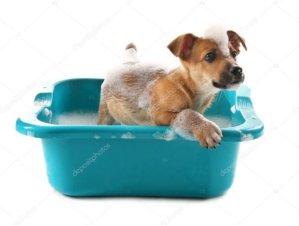 Puppy in bath isolated