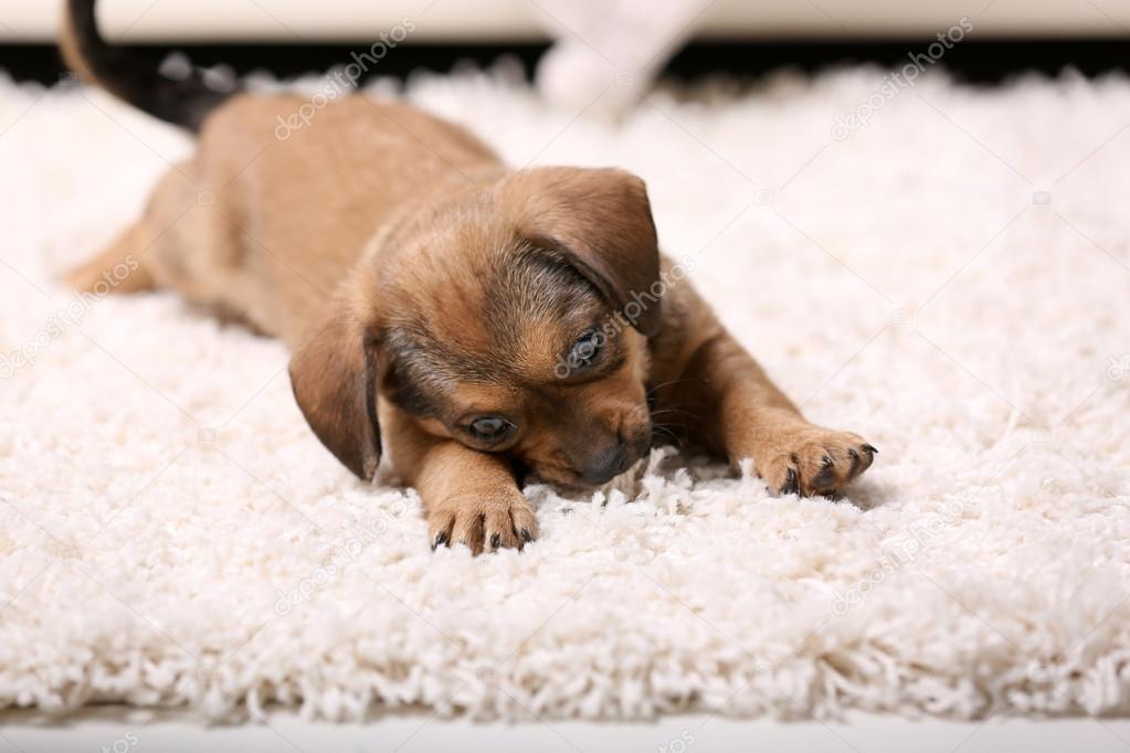 puppy lying on carpet at home