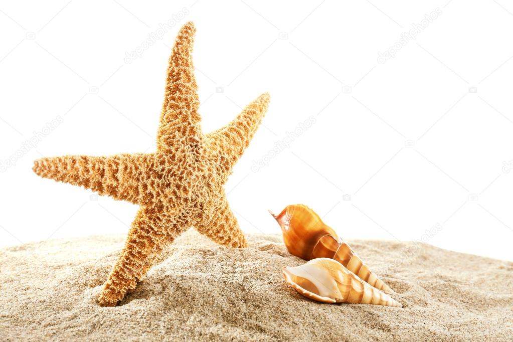 Sea star and shells isolated on white background