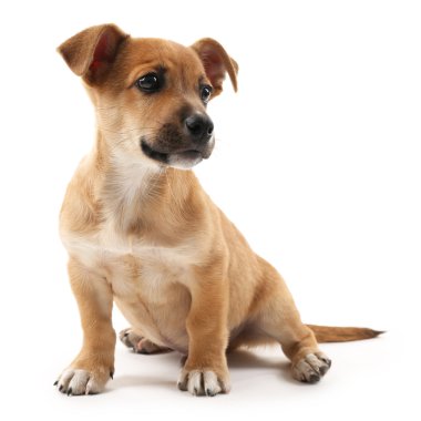Yavru köpek beyazda izole edilmiş.