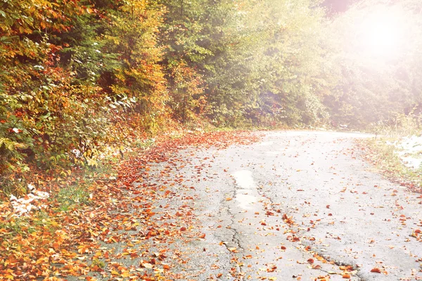 紅葉の木が道路 — ストック写真