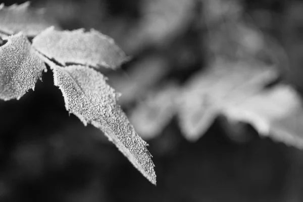 Frosty winter leaves — Stock Photo, Image