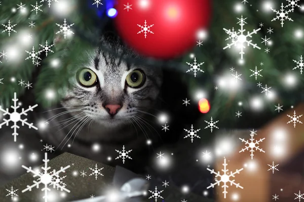 クリスマス ツリーの近くの美しい猫 — ストック写真