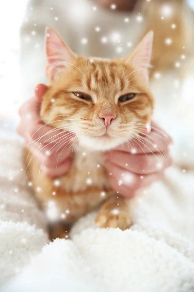 Red cat sitting on woman's knees — Stock Photo, Image