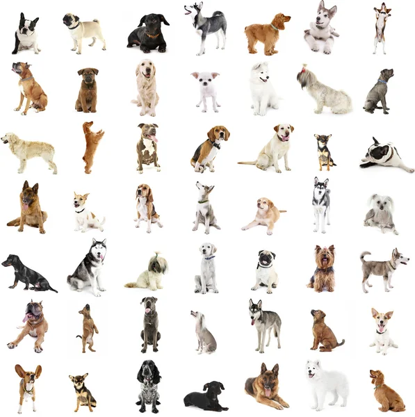 Gran grupo de razas de perros, aislados en blanco — Foto de Stock