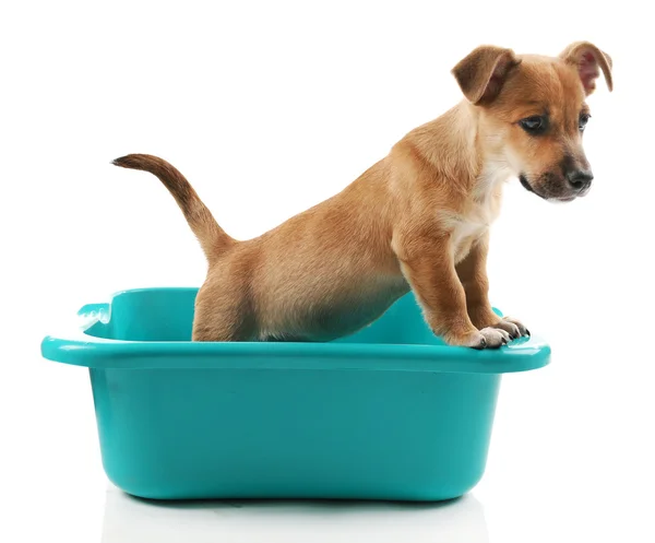 Banyo beyaz izole köpek yavrusu — Stok fotoğraf