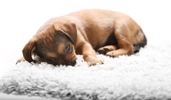 Carino cucciolo su tappeto a casa — Foto Stock