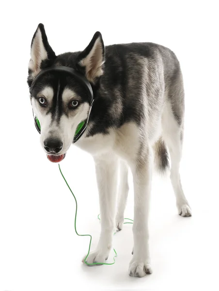 Husky siberiano en auriculares, aislado en blanco — Foto de Stock