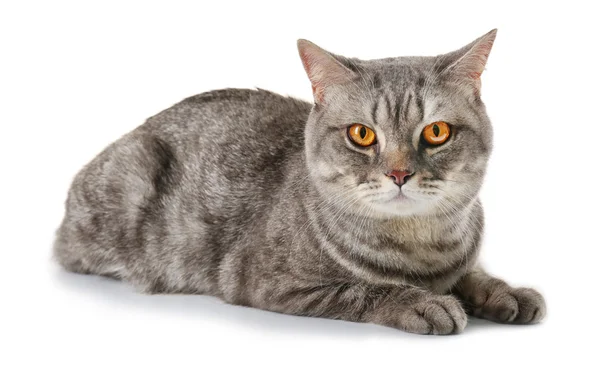 Graue Katze isoliert auf weißem Hintergrund — Stockfoto