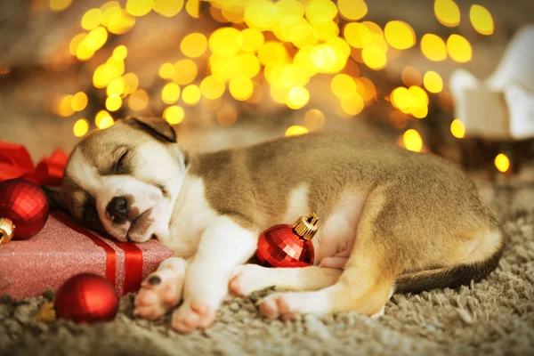 Petit chiot mignon qui dort à Noël — Photo