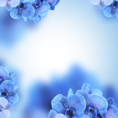 Orkide çiçekleri parlak çerçeve yaptı