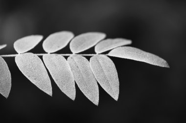 soğuk kış yaprakları